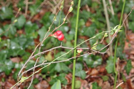 24 chaenomeles veneux 4 mars 2016 019.jpg