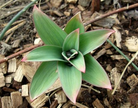 L'ail ornemental est intéressant pour sa floraison originale en forme de boule