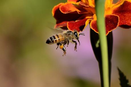 abeille qui prend du miel