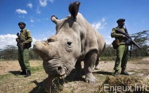 Afrique : triste record du braconnage des rhinocéros Afrique : triste record du braconnage des rhinocéros