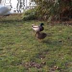 J’ai testé pour vous le Nexus 6P IMG_20160311_094119