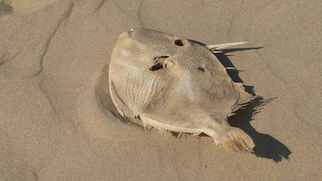 Ce serait donc un baliste ? Oléron / Gde plage St-Trojan