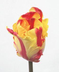 SICA tulipe Flaming Parrot SICA tulipe Flaming Parrot