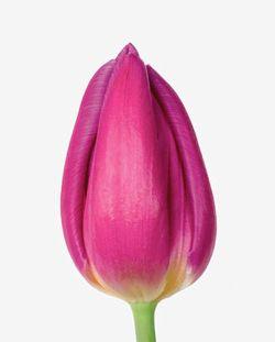SICA tulipe Purple Prince SICA tulipe Purple Prince