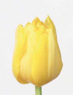 SICA tulipe Monte Carlo SICA tulipe Monte Carlo