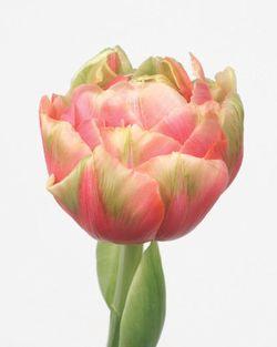 SICA tulipe Renown Unique SICA tulipe Renown Unique