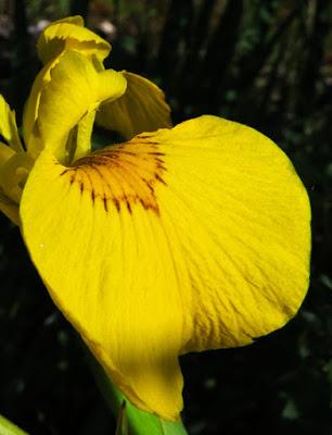 Plante tinctoriale (10) : Iris pseudacorus (Iris faux acore, Iris des marais)