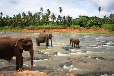 Voyage de 15 jours au Sri Lanka