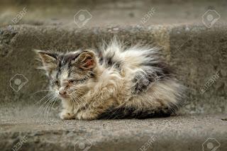 Laissez les vivre : la vie réelle du chat errant Laissez les vivre : la vie réelle du chat errant