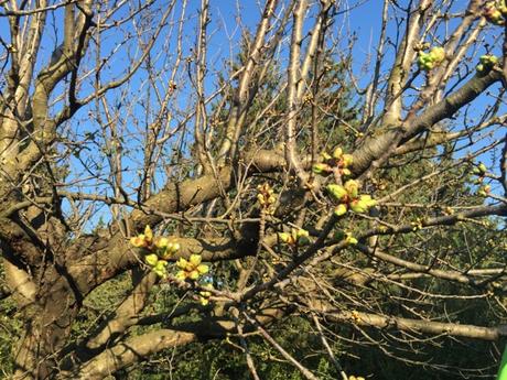 L'arrivée du printemps L'arrivée du printemps