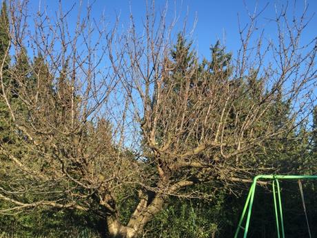 L'arrivée du printemps L'arrivée du printemps