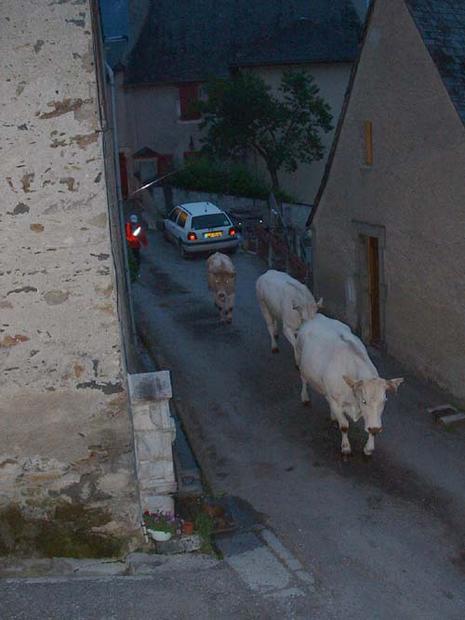 Transhumance en Aure transhumance