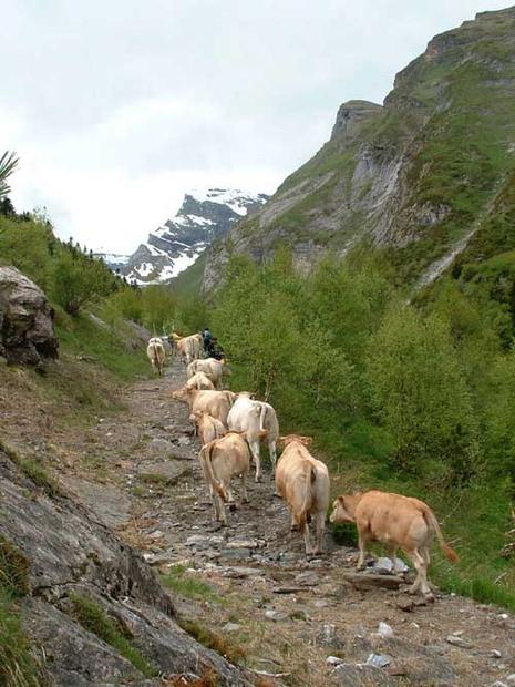 Transhumance en Aure transhumance