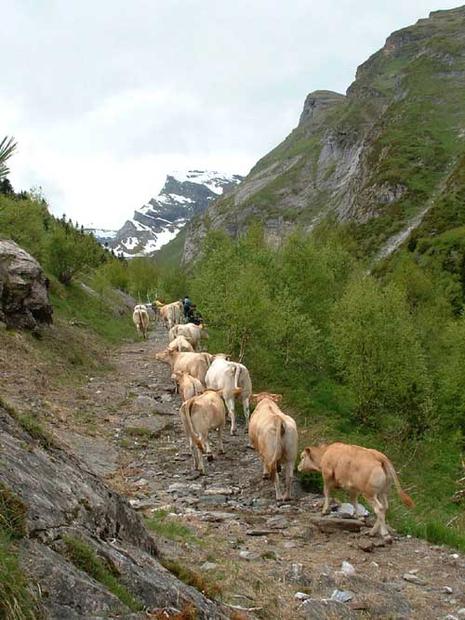 transhumance