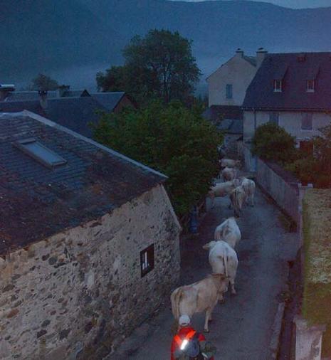 Transhumance en Aure transhumance