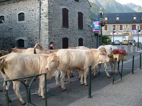 Transhumance en Aure transhumance
