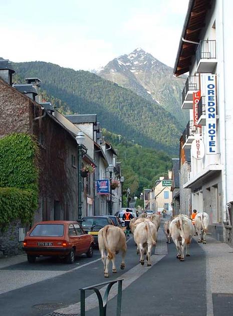 Transhumance en Aure transhumance