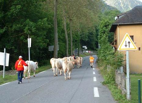Transhumance en Aure transhumance