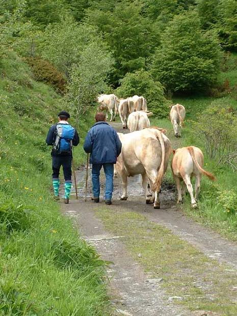 Transhumance en Aure transhumance