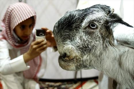 Mazayen al-Maaz – le concours de la plus belle chèvre