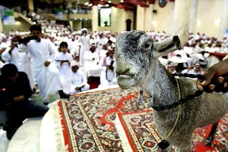 Mazayen al-Maaz – le concours de la plus belle chèvre