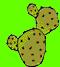 plante_cactus0