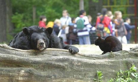 Muschi et Maeuschen – le chat et l’ours du zoo de Berlin