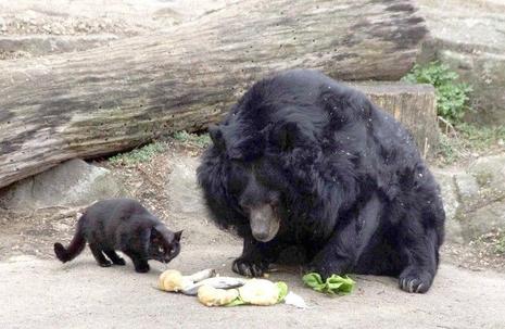 Muschi et Maeuschen – le chat et l’ours du zoo de Berlin