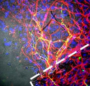 PARKINSON: Un grand pas en bioingénierie des cellules souches  – Nature Communications