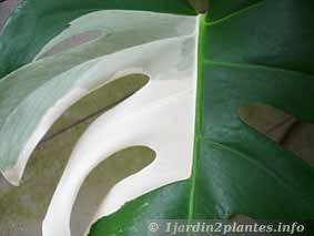 Une plante grimpante d'intérieur: le philodendron