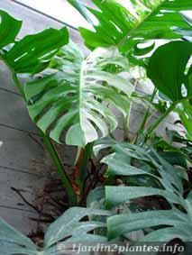 Une plante grimpante d'intérieur: le philodendron