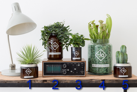 Vitamin plantes Vitamin plantes