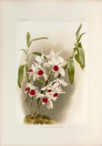 Le plus beau livre du « Roi des orchidées » Sander-ill1