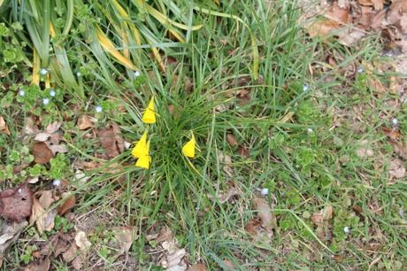 1 narcissus bulbocodium veneux 24 mars 2016 003.jpg