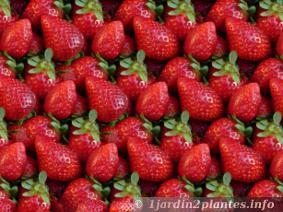 Une plante à fruits: le fraisier.