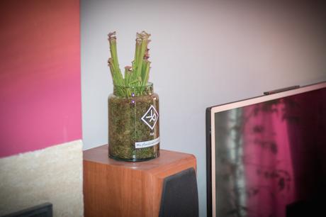Des plantes pour les hommes, les vrais ! Vitamin Plant plante homme sarracenia