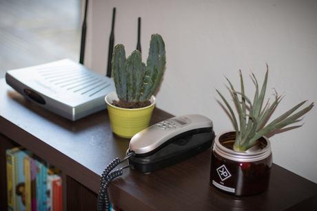 Des plantes pour les hommes, les vrais ! Vitamin Plant plante homme cactus
