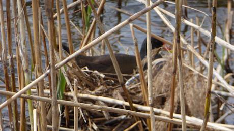 L’œuf ou la poule P1010238