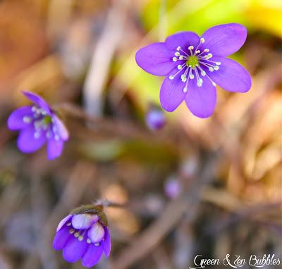 ❀Délicates Anémones❀ ❀Délicates Anémones❀