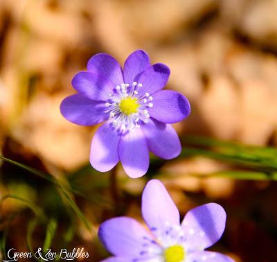 ❀Délicates Anémones❀ ❀Délicates Anémones❀