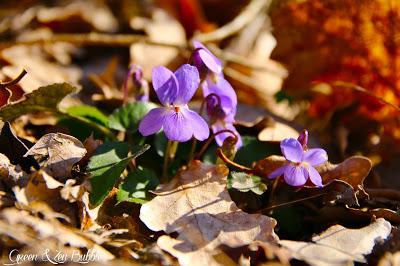 ❀Délicates Anémones❀ ❀Délicates Anémones❀