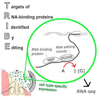 #Cell #enzymed’éditiondel’arn #protéinedeliaisonàl’arn #TRIBE : Détournement d’un Enzyme d’édition de l’ARN pour l’identification de cibles cellulaires spécifiques des protéines de liaison à l’ARN