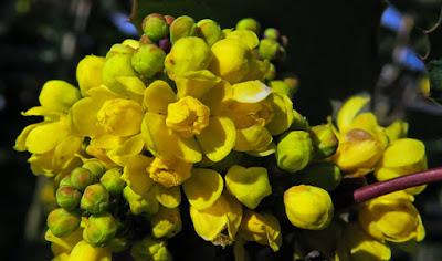 Mahonia faux-Houx (Mahonia aquifolium)