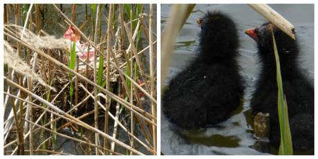 Cinq œufs = cinq poussins poussins