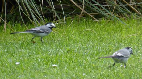 Le jardin Massey en avril jardinP1010664.jpg