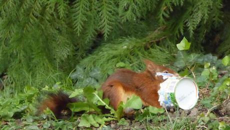 L’écureuil et la malbouffe P1010647