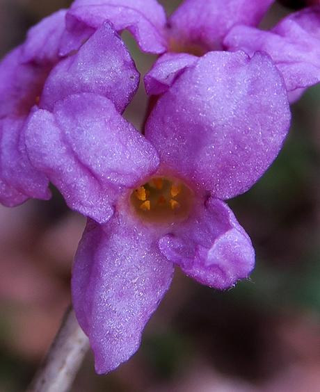 Joli bois, Bois gentil (Daphne mezereum) Joli bois, Bois gentil (Daphne mezereum)