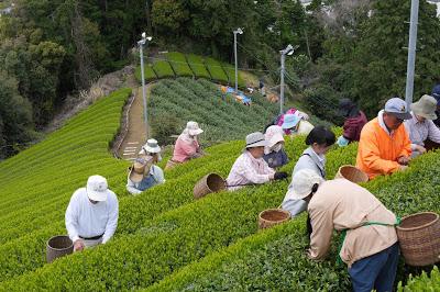 Le gout du printemps, shincha de Mariko Le gout du printemps, shincha de Mariko