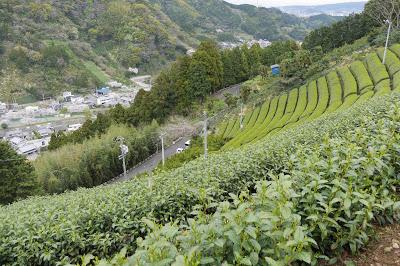 Le gout du printemps, shincha de Mariko Le gout du printemps, shincha de Mariko