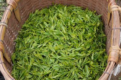 Le gout du printemps, shincha de Mariko Le gout du printemps, shincha de Mariko